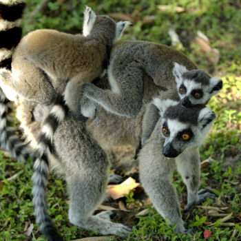 Les lemuriens